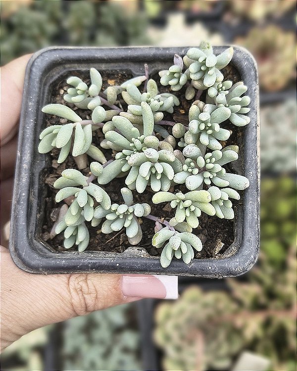 SEDUM BLUE CARPET POTE 7
