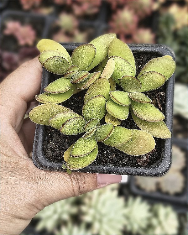 CRASSULA MONEY MAKER POTE 7
