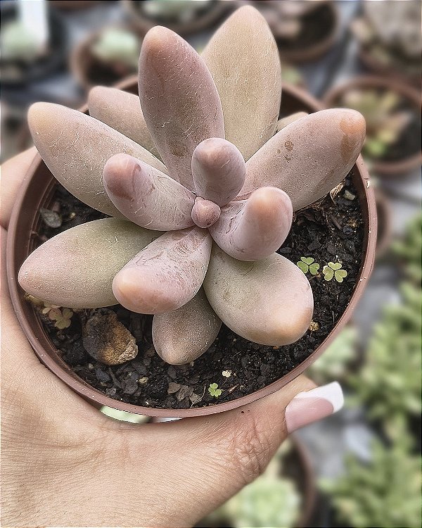 PACHYPHYTUM GUANGZHOU POTE 9