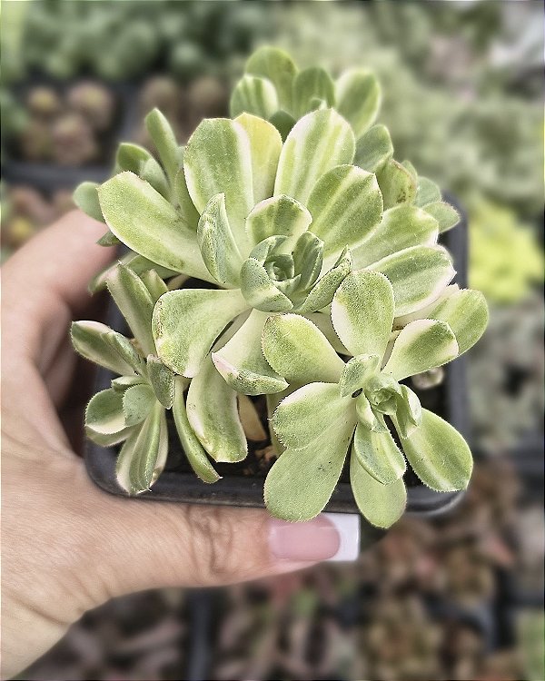AEONIUM CASTELO DE PAIVAE POTE 9