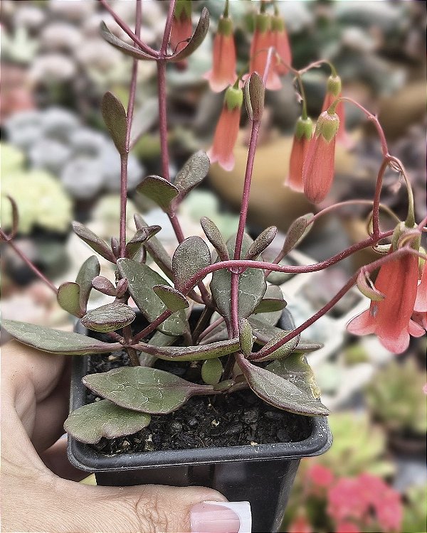 KALANCHOE MANGINII ( SINOS DE PRATA ) POTE 7