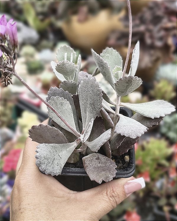KALANCHOE PUMILA POTE 7