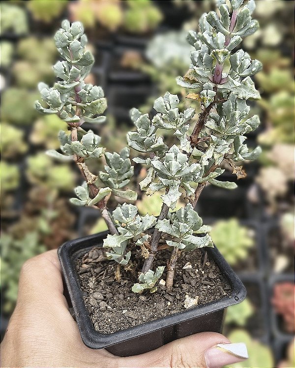 OSCULARIA DELTÓIDES POTE 7