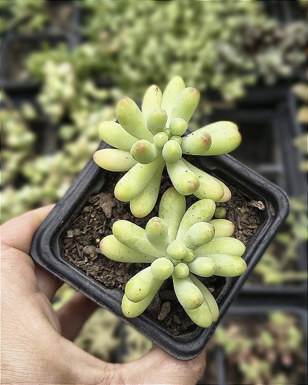 SEDUM PACHYPHYLLUM POTE 7