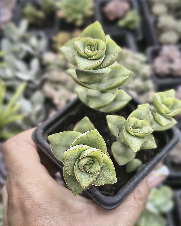 CRASSULA IVORY TOWERS POTE 7