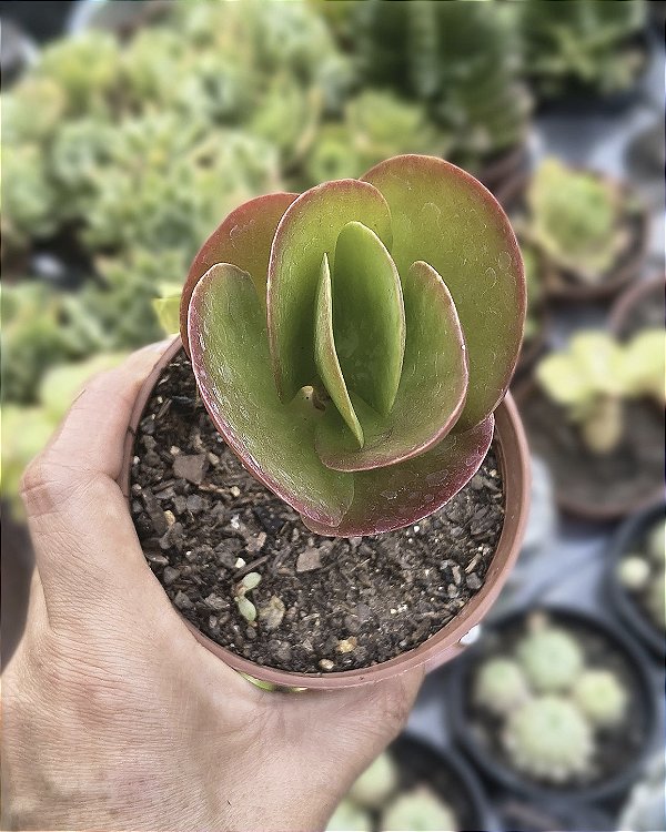 KALANCHOE VIVIEN POTE 9