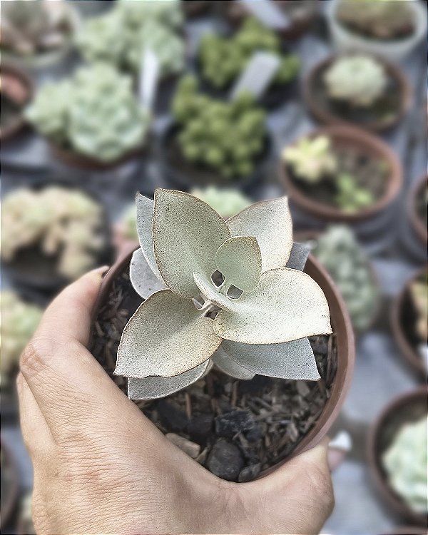 KALANCHOE BRACTEATA ( COLHER DE PRATA ) POTE 9
