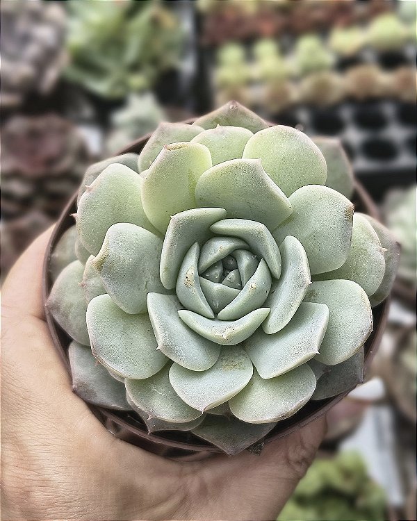 E. MARCEL POTE 9