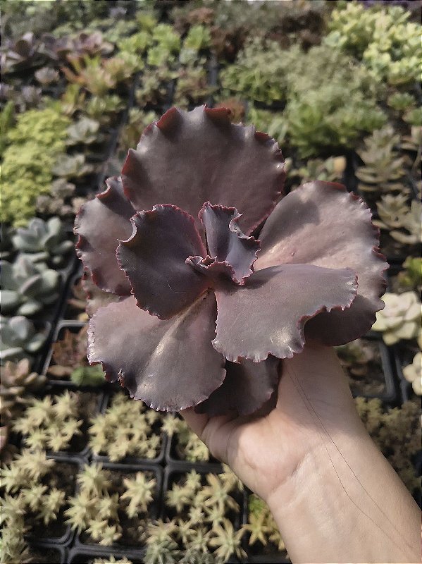 E. JANE NAYLOR POTE 11
