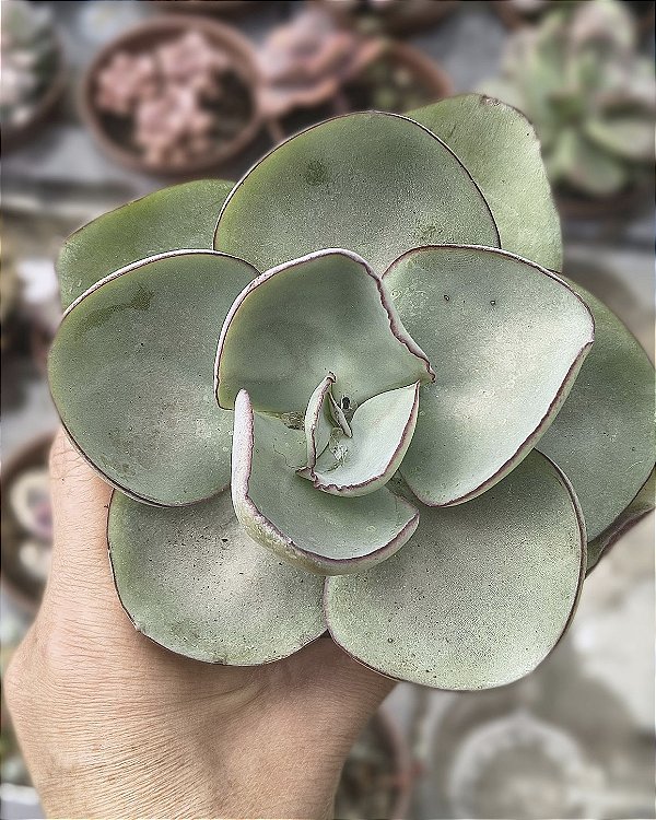 E. RUBROMARGINATA POTE 11