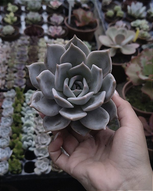 E. LULU POTE 9