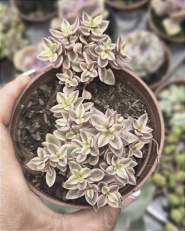 CRASSULA VOLKENSI VARIEGATA POTE 9
