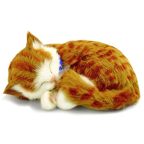 Perfect PETZZZ Filhote Gato Orange TABBY