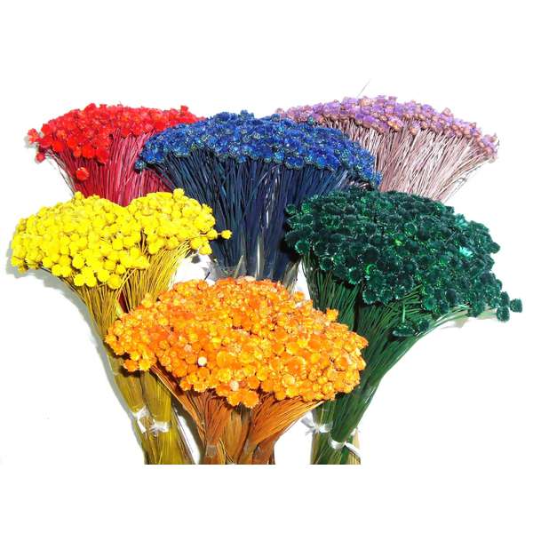 Congonha Desidratada Natural para Decoração e Arranjos