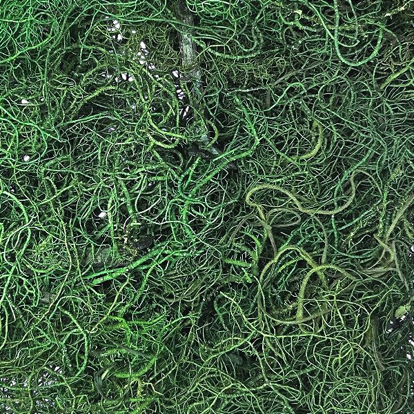 Musgo Barba da Serra Verde 30g