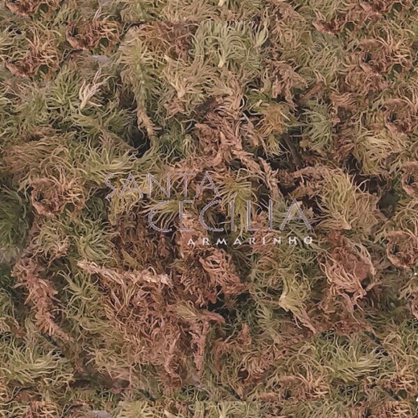 Musgo Sphagnum 100g