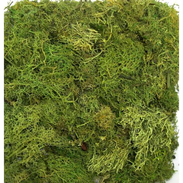 Musgo Fofão 40g