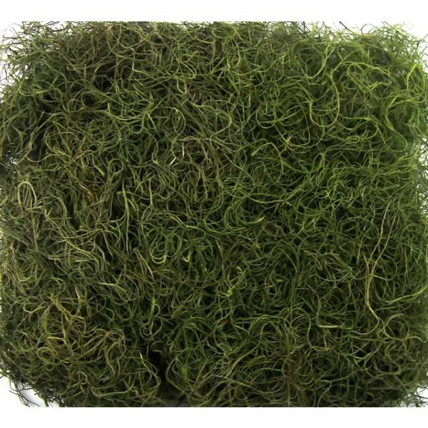 Musgo Barba de Velho 24g