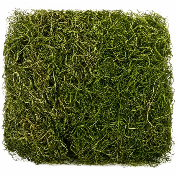 Kit Musgo Barba de Velho 24g 5 unid.