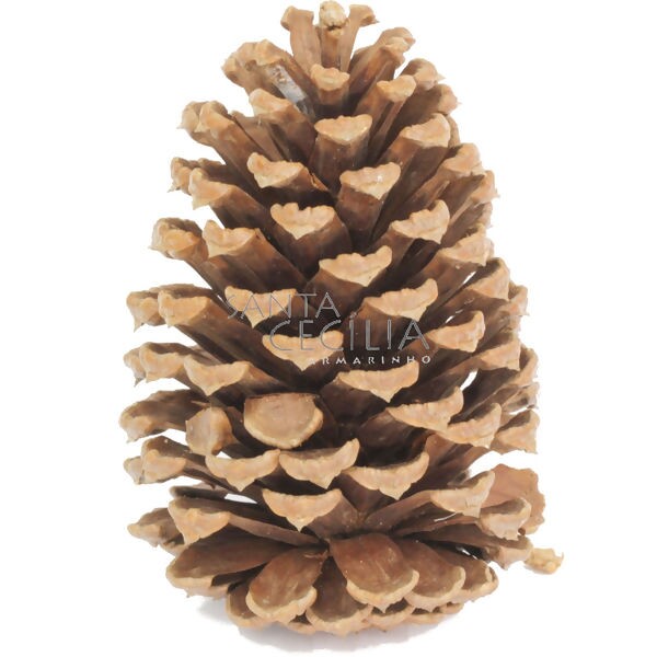 Pinha Natural Natalina 10cm - 1 unidade