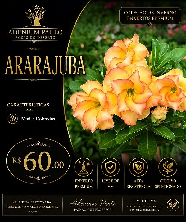 Enxerto Ararajuba