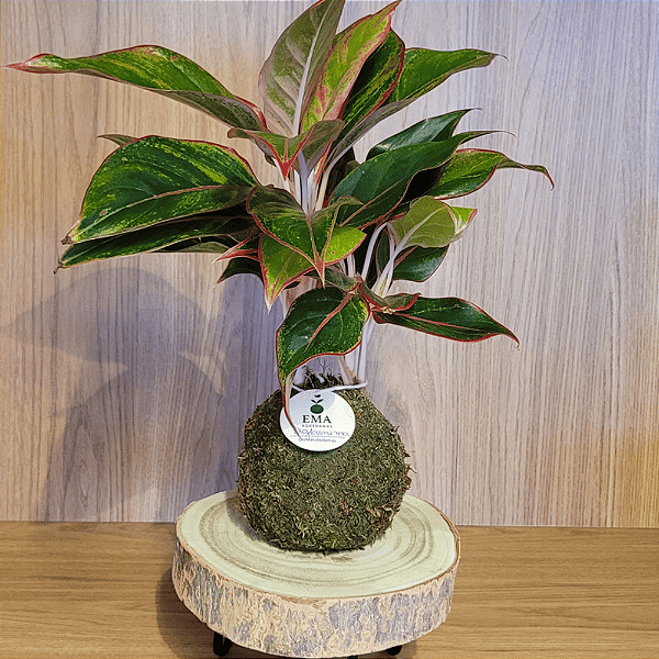 Aglaonema