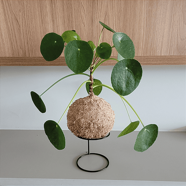 Pilea