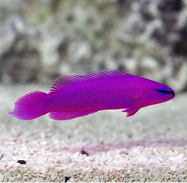 Pseudochromis Fridmani