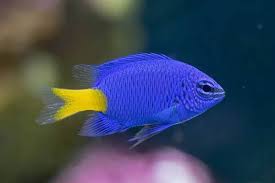 Donzela Yellow tail