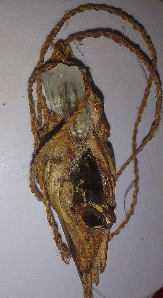Magia da floresta