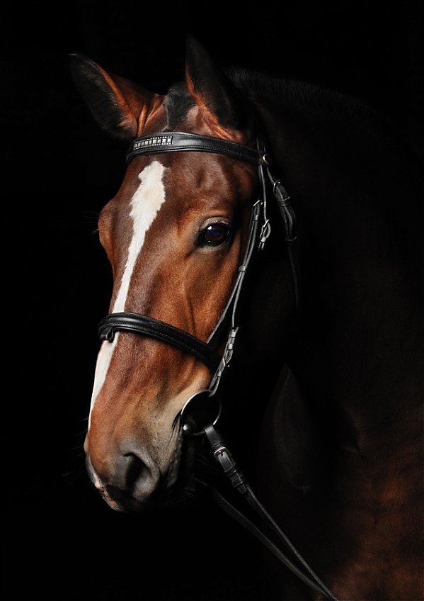 Quadro Decorativo Cavalos 1137