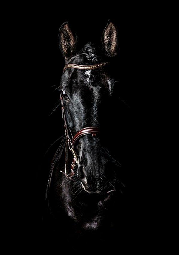 Quadro Decorativo Cavalos 1195