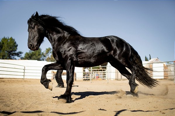 Quadro Decorativo Cavalos 1216
