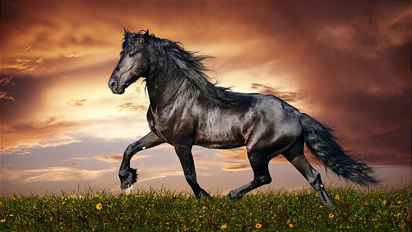 Quadro Decorativo Cavalos 1236