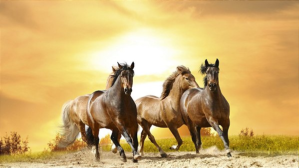 Quadro Decorativo Cavalos 1240