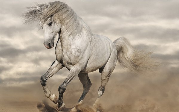 Quadro Decorativo Cavalos 1251
