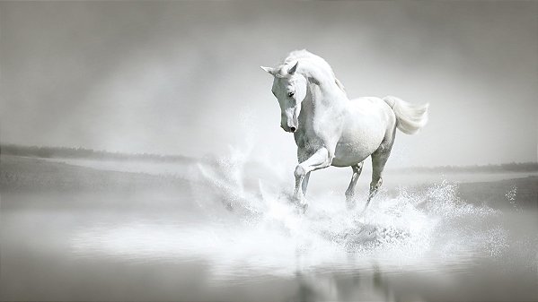 Quadro Decorativo Cavalos 1252