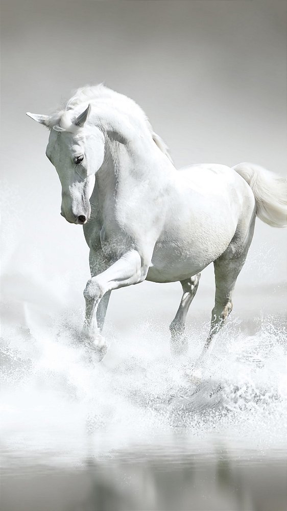 Quadro Decorativo Cavalos 1253