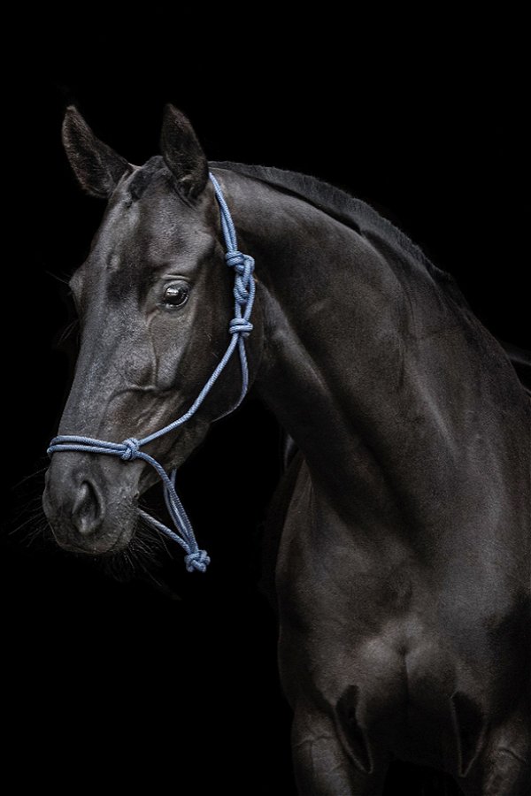 Quadro Decorativo Cavalos 1260