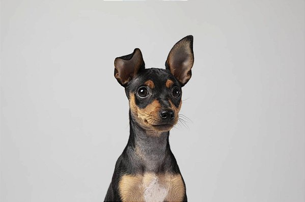 Quadro Decorativo Cães 1270