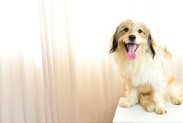 Quadro Decorativo Cães 1283