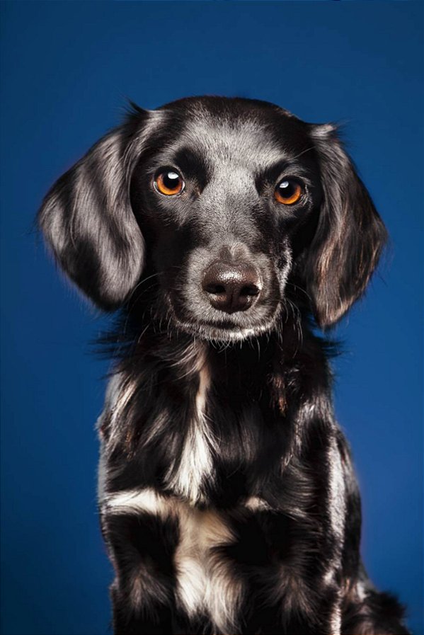 Quadro Decorativo Cães 1284