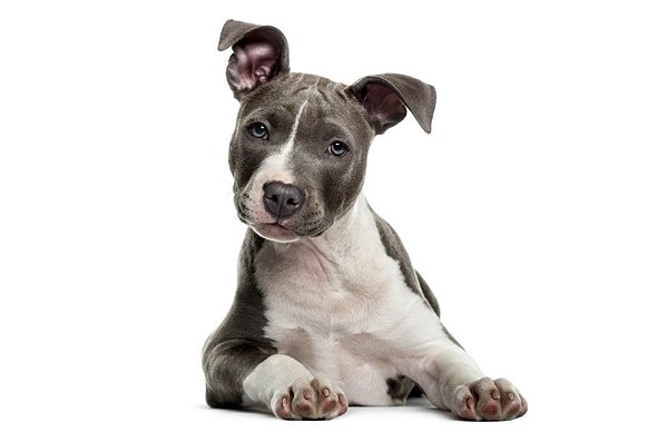 Quadro Decorativo Cães 1285