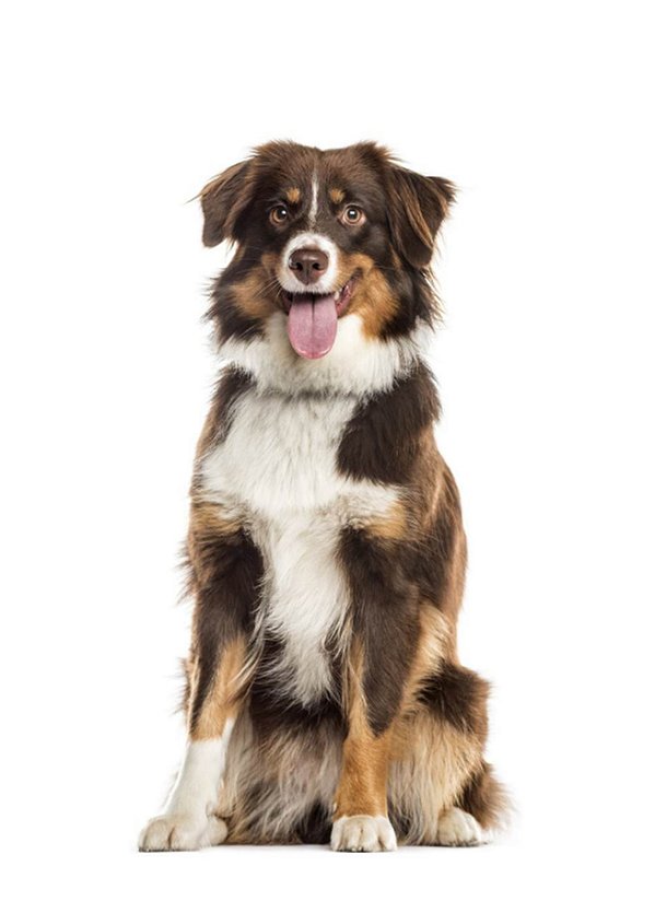 Quadro Decorativo Cães 1295
