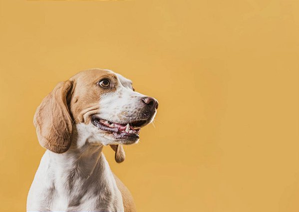 Quadro Decorativo Cães 1299