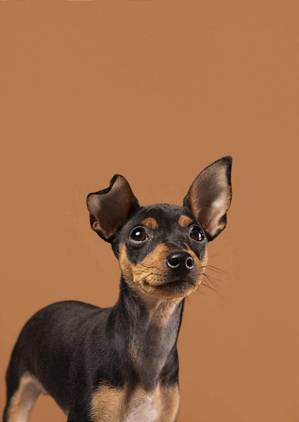 Quadro Decorativo Cães 1300