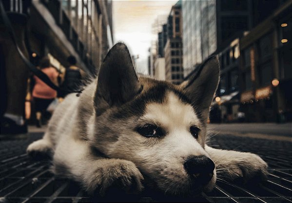 Quadro Decorativo Cães 1317