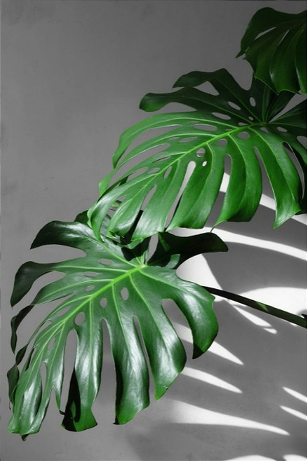 Quadro Decorativo Folhagens de Plantas 1460