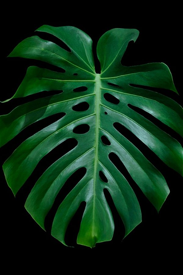 Quadro Decorativo Folhagens de Plantas 1464