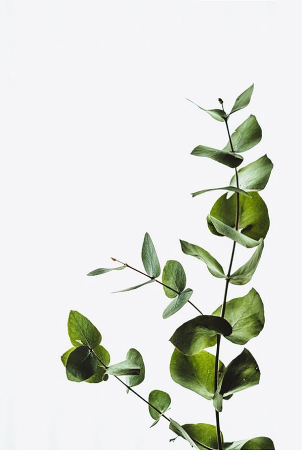 Quadro Decorativo Folhagens de Plantas 1495